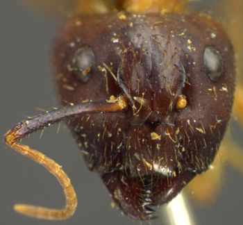 Media type: image; Entomology 21503   Aspect: head frontal view